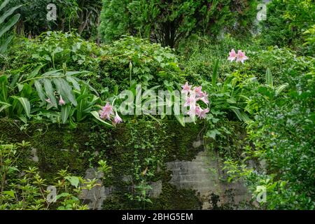 Vue sur la fleur de lys rose et diverses plantes sur le mur de béton dans la maison de behide de jardin. Banque D'Images