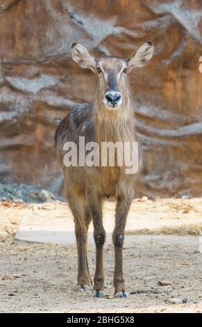 femme en buck debout seul dans le zoo Banque D'Images