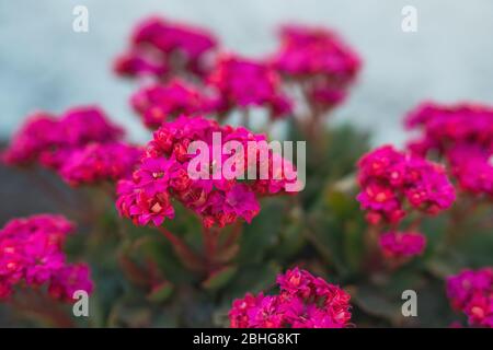 Fleurs de Kalanchoe. La plante suce la plus populaire du genre Kalanchoe, le Katy, ou Kalanchoe flowfeldiana. Banque D'Images