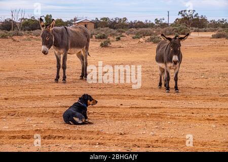 Silverton City, Broken Hill, Outback de Nouvelle-Galles du Sud, Australie. Banque D'Images