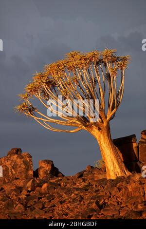 Kocurboom ou arbre de quiver (Aloe dichotomum) en fin d'après-midi, camp de Mesosaurus Fossil, près de Keetmanshoop, Namibie, Afrique Banque D'Images