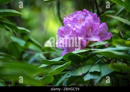 Fleurs de Rhododendron printanières au Stone Mountain Park à Atlanta, Géorgie. (ÉTATS-UNIS) Banque D'Images