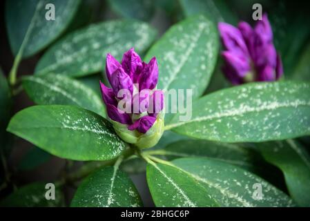 Rhododendron en herbe au parc Stone Mountain à Atlanta, Géorgie. (ÉTATS-UNIS) Banque D'Images