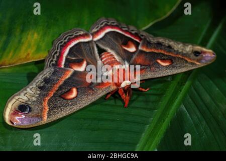 Cecropia Moth - Hyalophora cecropia, magnifique grande papillon colorée des forêts et des bois d'Amérique du Nord, États-Unis. Banque D'Images