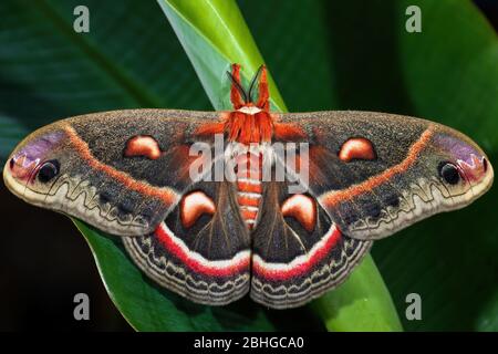 Cecropia Moth - Hyalophora cecropia, magnifique grande papillon colorée des forêts et des bois d'Amérique du Nord, États-Unis. Banque D'Images