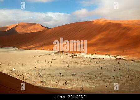 Arbres morts (dont l'âge était de 900 ans) et dunes de sable à Deadvlei, près de Sossusvlei, parc national du Namib-Naukluft, Namibie, Afrique Banque D'Images