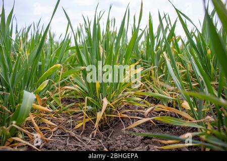 Brousse de blé endommagée, feuilles de blé d'hiver à gelures et maladies des infections fongiques. Banque D'Images