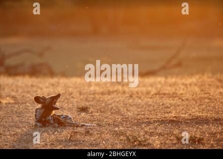 Chien sauvage africain (Lycaon pictus) en soirée, parc national de Luangwa Sud, Zambie. Banque D'Images