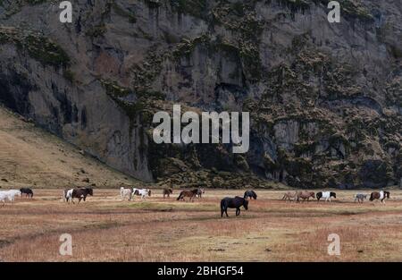 Chevaux islandais dans la vallée derrière le volcan Kalta, montagne couverte de neige au printemps Banque D'Images