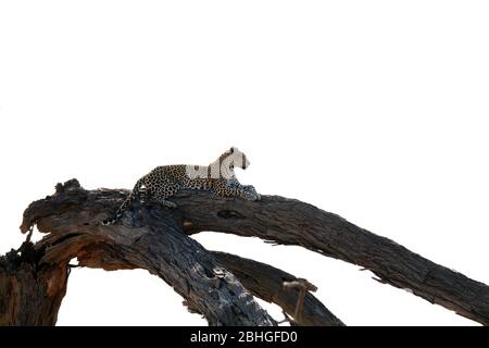 Un beau léopard reposant sur une plus grande branche dans une posture parfaite, Chobe Nationalpark - Botswana. Banque D'Images