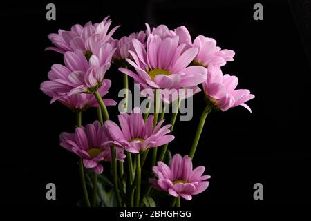 Bouquet de fleurs roses de Daisy isolées sur fond noir Banque D'Images