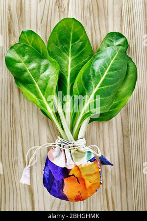 Feuilles de verger -verger suisse - sur table en bois , plusieurs feuilles vertes avec des tiges blanches dans un sac coloré Banque D'Images