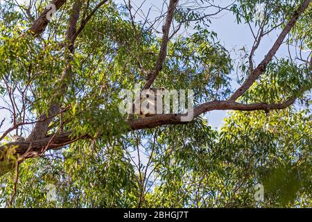 Un koala australien assis sur la branche d'un arbre dans son environnement indigène, la forêt d'eucalyptus Banque D'Images