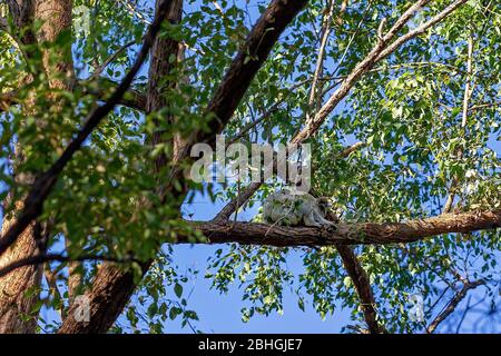 Un koala australien assis sur la branche d'un arbre dans son environnement indigène, la forêt d'eucalyptus Banque D'Images