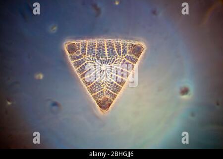 Diatomées du Triceratium, photographe, illumination de phase de fond noir Banque D'Images