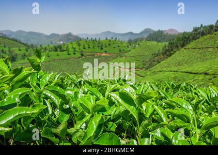 Des feuilles de thé vert et des feuilles fraîches se rapproent des plantations de thé à Munnar, en Inde Banque D'Images