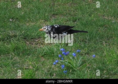 Leucistic Turdus merula, oiseau noir eurasien ou oiseau noir commun, mâle, avec des plumes principalement blanches sur la tête. Le Leucisme est une condition génétique rare causée par une mutation génétique qui empêche le dépôt correct du pigment, en particulier de la mélanine, sur les plumes d'un oiseau. Contrairement à l'albinisme, chez les individus leucistes, la couleur du bec et de l'œil est typique de l'espèce. Helsinki Finlande. 26 avril 2020. Banque D'Images