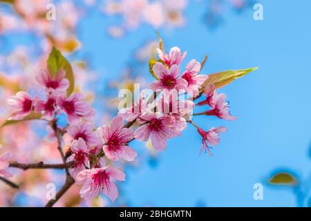 Merisier himalayen sauvage ou Prunus cerasoides ou Sakura de thaïlande fleurit en hiver avec fond bleu ciel. Banque D'Images