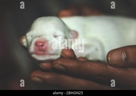 Chiot berger blanc nouveau-né tenant à portée de main. Chiot d'une semaine dormant à la main. Banque D'Images