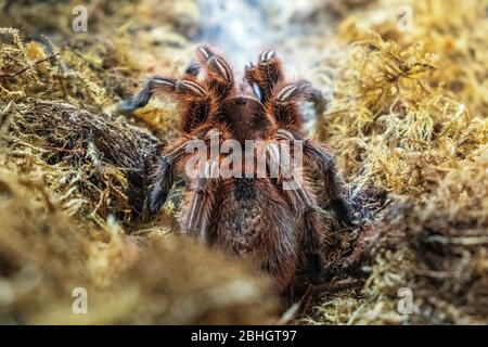 L'araignée Tarantila de Rose du Chili - la rosea de gramosola latine - également connue sous le nom de Tarantila de Rose, la tarantula de feu du Chili habitant nativement au Chili Banque D'Images