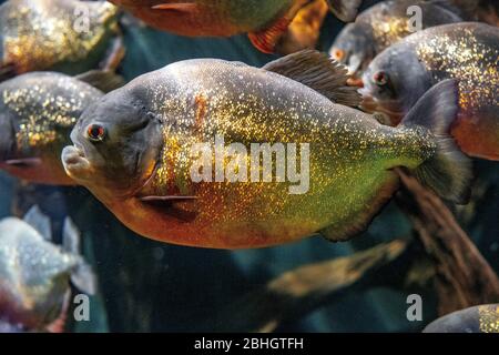 Troupeau de poissons Piranha à ventre rouge - pygocentrus natereri latin - connu aussi sous le nom de Piranha rouge, habitant nativement des rivières tropicales d'Amérique du Sud dans un Banque D'Images