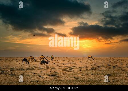 Chameaux sur le désert spectaculaire coucher de soleil nuage arrière-plan à Al-Salar Arabie Saoudite. Banque D'Images