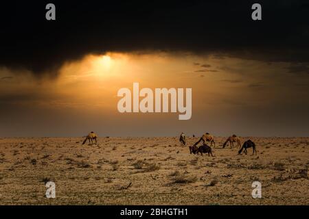 Chameaux sur le désert spectaculaire coucher de soleil nuage arrière-plan à Al-Salar Arabie Saoudite. Banque D'Images