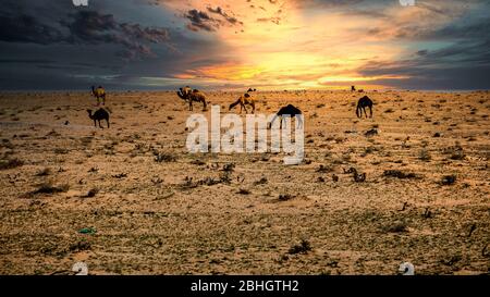 Chameaux sur le désert spectaculaire coucher de soleil nuage arrière-plan à Al-Salar Arabie Saoudite. Banque D'Images