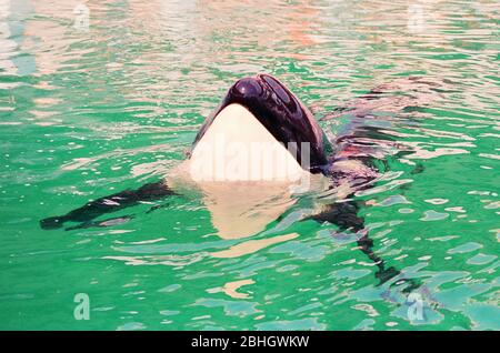 Une baleine tueuse lors d'une représentation à Miami Seaquarium dans les années 1980, en Floride, aux États-Unis Banque D'Images