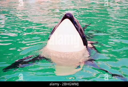 Une baleine tueuse lors d'une représentation à Miami Seaquarium dans les années 1980, en Floride, aux États-Unis Banque D'Images