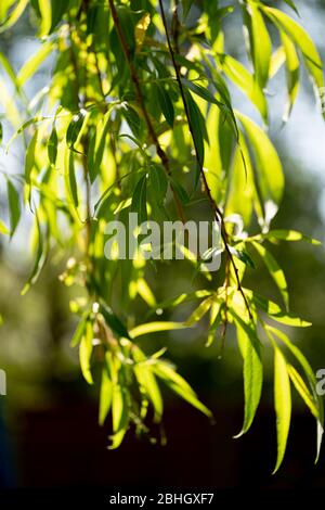 Gros plan / macro photographie de saule (Salix babylonica) feuilles d'arbre rétroéclairées par le soleil dans un jardin britannique Banque D'Images