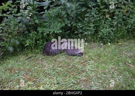 Nutria avec le chiot Myocastor coypus Banque D'Images