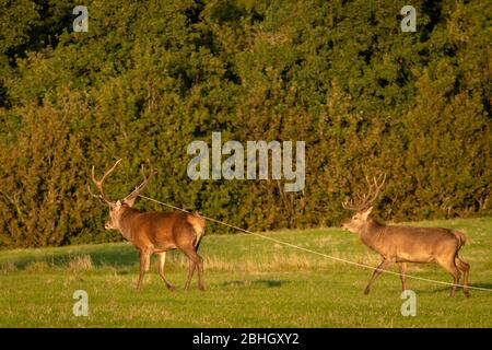 Red Deer irlandais ou Cervus elaphus en difficulté avec le câble pris autour de ses bois dans le parc national de Killarney, comté de Kerry, Irlande Banque D'Images