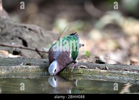 Un mâle Emeraude Dove (Chalcophaps indica) buvant à partir d'une piscine dans la forêt en Thaïlande occidentale Banque D'Images