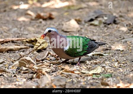 Un mâle Emeraude Dove (Chalcophaps indica) se forant sur le plancher forestier en Thaïlande occidentale Banque D'Images