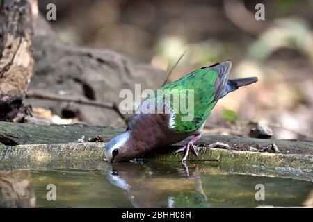 Un mâle Emeraude Dove (Chalcophaps indica) buvant à partir d'une piscine dans la forêt en Thaïlande occidentale Banque D'Images