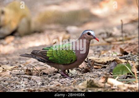 Un mâle Emeraude Dove (Chalcophaps indica) se forant sur le plancher forestier en Thaïlande occidentale Banque D'Images