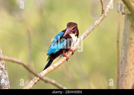 Un Kingfisher à gorge blanche (Halcyon smyrnensis) à la recherche d'un petit déjeuner dans une zone légèrement boisée de l'ouest de la Thaïlande Banque D'Images