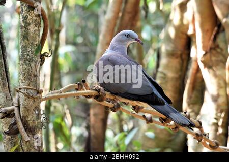Une montagne Imperial-Pigeon (Ducula badia) à la limite de la forêt dans l'ouest de la Thaïlande Banque D'Images