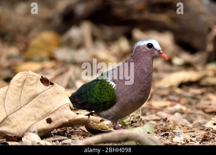 Un mâle Emeraude Dove (Chalcophaps indica) se forant sur le plancher forestier en Thaïlande occidentale Banque D'Images