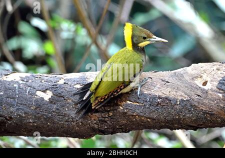 Un mâle du grand Yellownape (Chrysophlegma flavinucha) perché sur un petit tronc d'arbre dans la forêt en Thaïlande occidentale Banque D'Images