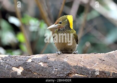 Une femelle du Grand Yellownape (Chrysophlegma flavinucha) perçant sur un petit tronc d'arbre dans la forêt de Thaïlande occidentale Banque D'Images