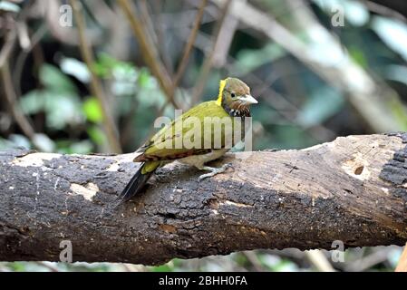 Une femelle du Grand Yellownape (Chrysophlegma flavinucha) perçant sur un petit tronc d'arbre dans la forêt de Thaïlande occidentale Banque D'Images