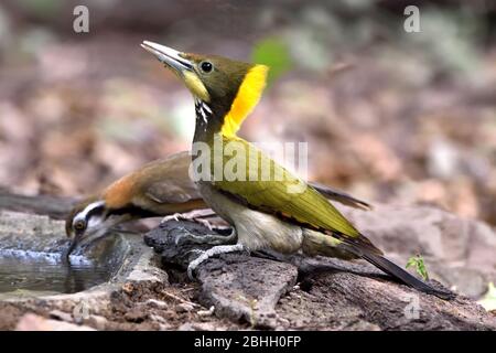 Un mâle du Grand Yellownape (Chrysophlegma flavinucha) venant boire d'une petite piscine forestière en Thaïlande occidentale Banque D'Images