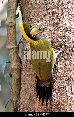 Un mâle du grand Yellownape (Chrysophlegma flavinucha) perché sur un petit tronc d'arbre dans la forêt en Thaïlande occidentale Banque D'Images