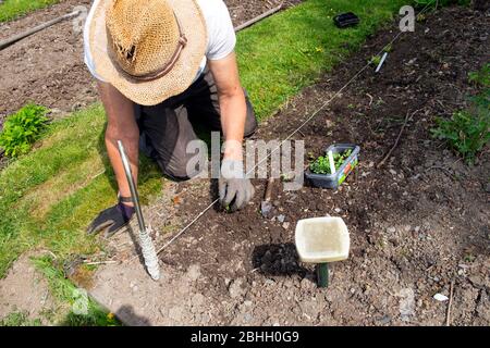 Jardinier homme portant des gants de jardinage transplantant des semis de laitue dans un potager pendant une pandémie en avril 2020 pays de Galles Royaume-Uni KATHY DEWITT Banque D'Images