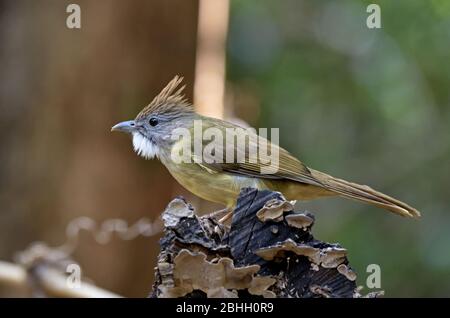 Un Bulbul à gorge perchée (Alophoixus pallidus) perché sur un bois de la Thaïlande du Nord-est Banque D'Images