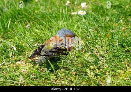 Cllose d'un petit oiseau de chaffin (Fringilla coelebs), assis sur l'herbe dans le jardin au printemps dans Carmarthenshire Dyfed Wales UK. KATHY DEWITT Banque D'Images