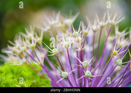 Gros plan de la belle fleur violette connue sous le nom d'Allium Obliquum en fleur Banque D'Images