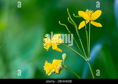 Floraison jaune de la plus grande celandine. Herbes sauvages sur la prairie herbeuse le jour ensoleillé. La plante de la famille de pavot est également connue sous le nom de Chelidonium maj Banque D'Images
